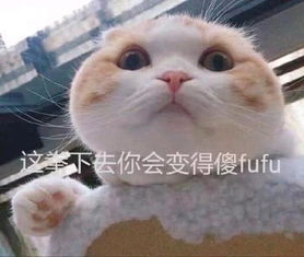 高清无水印萌猫表情包生气时也要萌萌哒,迷死你的那个他