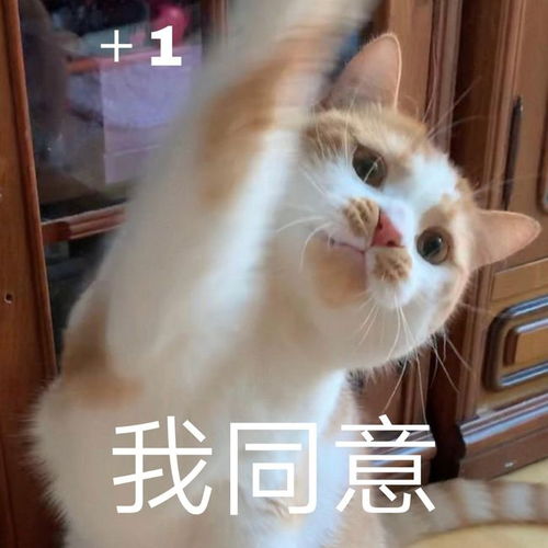 微信猫猫表情包人物专访