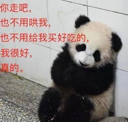 弱小无助表情包熊猫