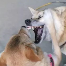 几张图带你领教柴犬有多二,哈士奇表示甘拜下风