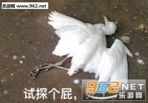 四面杵鸽表情包搞笑图片盖都盖不住你脑子冒出的水表情包下载乐游网游戏下载