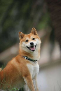 柴犬朝上看的表情包