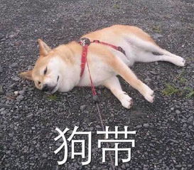出来喝死我表情包柴犬