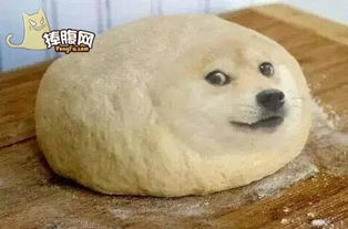 柴犬哈士奇自拍表情包doge