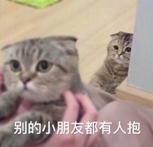 猫咪怎么不能过虎年