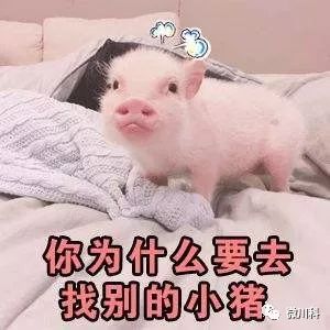 大年初三,小科用42个萌猪表情包向你拜年