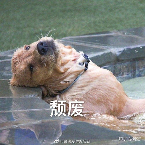 丧不拉几的自己