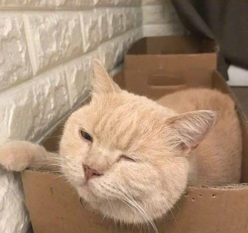 它的表情包存了好多,却不知它日常生活也是只有点小可爱的萌猫