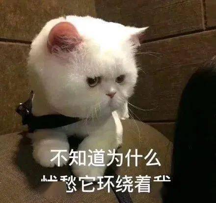 表情包哥哥你逃不掉了