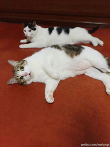 你收藏了哪些有关猫的好看的图片