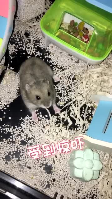 是你的小可爱吗宠物仓鼠抖掉包袱开心上场