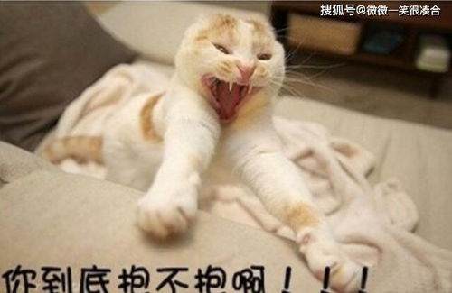 猫咪日常表情包主人