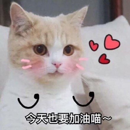 正能量的表情包今天也要加油喵
