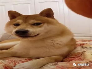 生气的柴犬面对美食诱惑时,眼神里都是戏,狗我早已看透了一切