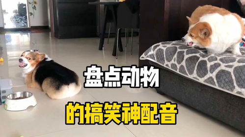 盘点动物的搞笑神配音,这配音配的太有才了,佩服佩服搞笑