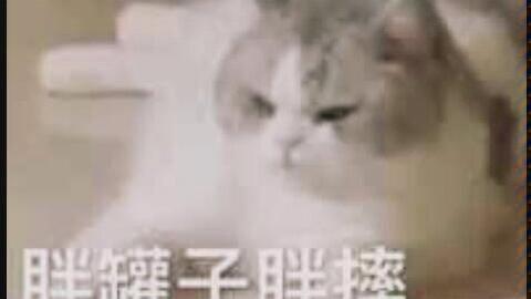 猫咪卖萌表情包带字反抗