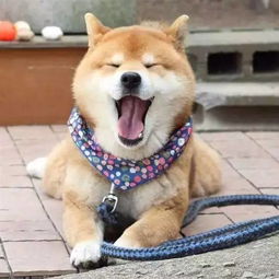 柴犬wink表情包管我