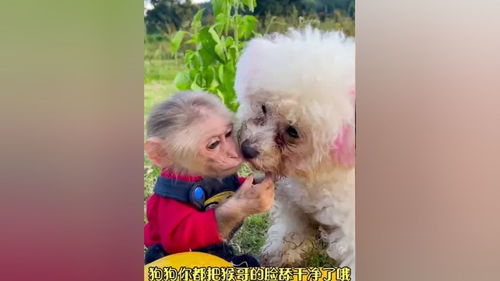 猴哥带着哈密瓜划着小船过来找狗狗一起吃猴子猴子成精动物世界爱护大自然保护野生动物搞笑配音狗狗