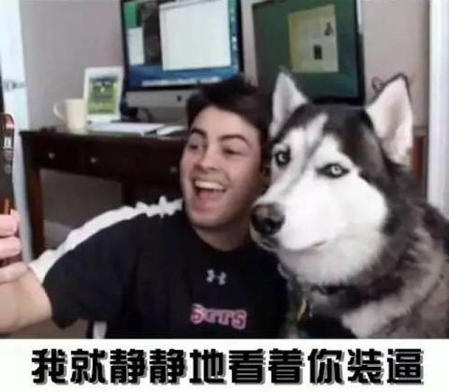 这些狗狗表情包,看过的人都收藏了哟