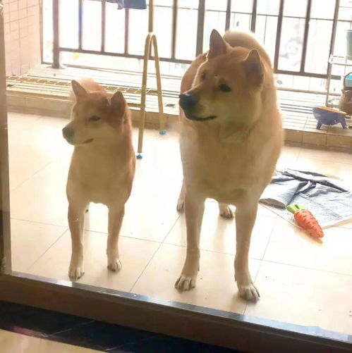 大黄和柴犬的区别...原来就是大肉丸和小汤圆的区别
