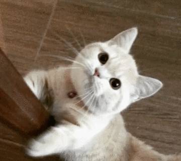 8个方法,让猫咪能理解你很爱它,赶紧学起来