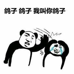 有哪些关于鸽子的表情包