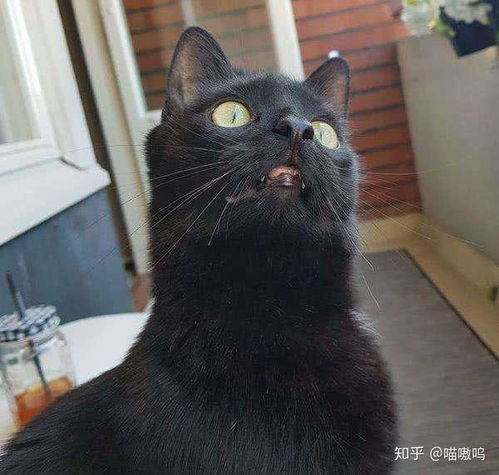 坏坏表情包全套猫咪