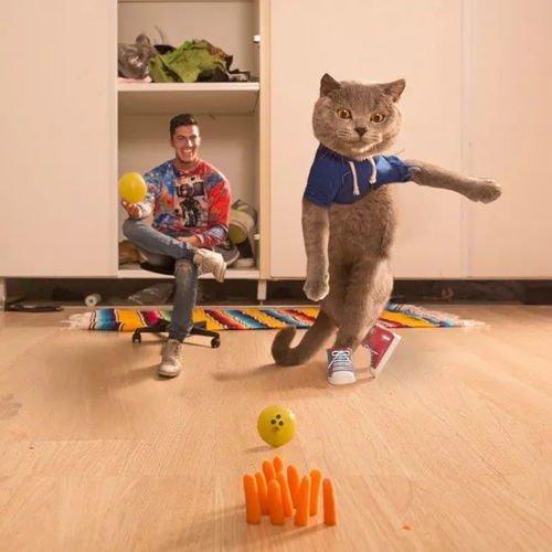 从弃婴到百万富翁,这只戏精猫用6年逆袭成表情包影帝,红爆全世界