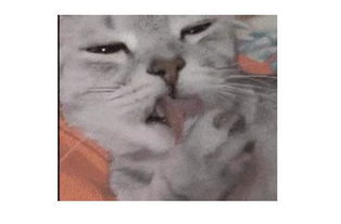发这么一张猫舔爪子的表情包动图是什么意思