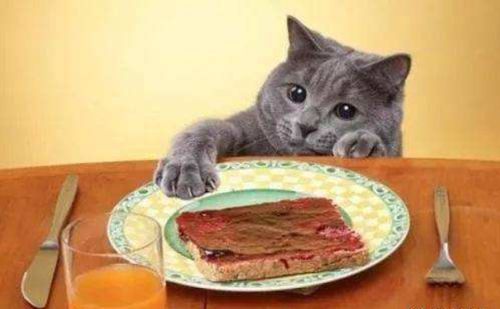 春节了,不自己动手给家里的猫主子做个营养加餐吗
