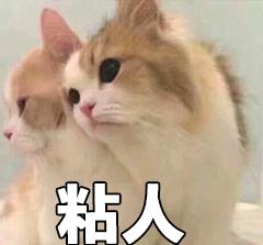 有趣表情包之喵星人的日常,我是一只萌萌的小猫咪哦