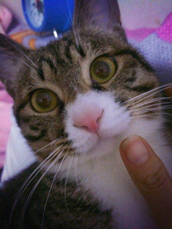 新手开始养猫要注意些什么

