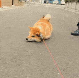 历史回顾狗子表情柴犬表情包二