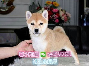 柴犬哈士奇自拍表情包时尚柴犬