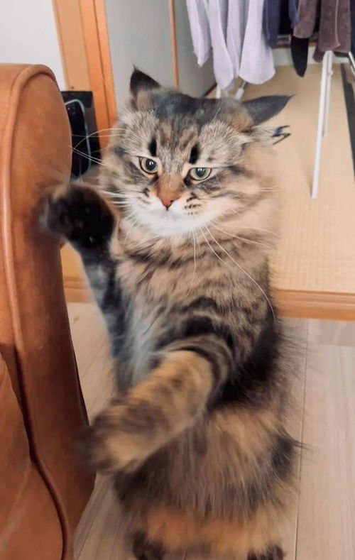 铲屎官晒西伯利亚猫表情包,日常都是戏,这颜艺真是厉害了