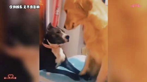 盘点给动物配音爆笑名场面宠物搞笑视频看一遍笑一遍