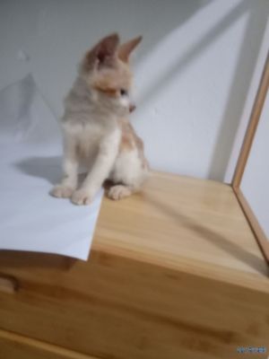 橘猫免费领养