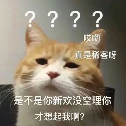 斗图表情包怎么不找我了是不是小宝贝太多忘了我