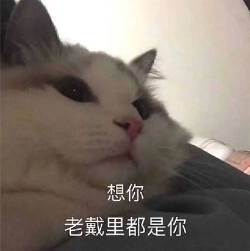 可爱猫猫表情包为了生活