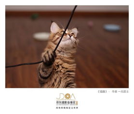 动物表情包大赛落幕,赢家却是2019京东摄影金像奖
