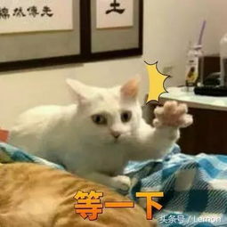 白猫想偷摸橘猫,铲屎官拿起手机就拍,结果白猫表情让人笑喷了