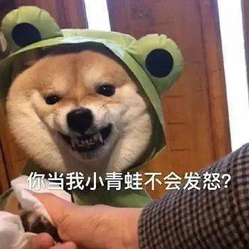 第46期汪表情我上辈子是造了什么孽,遇上你这个沙雕