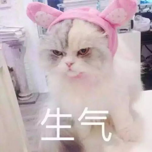 铲屎官自己狂吃小鱼干,旁边的猫咪一条也分不到,气死喵了