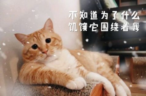 表达完蛋的表情包高蛋白饮食