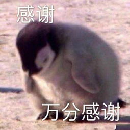 表达谢谢的表情包