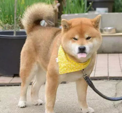 没看到这只柴犬之前,我以为哈士奇表情包是最多的