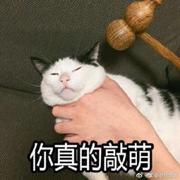 你有哪些关于猫狗的表情包