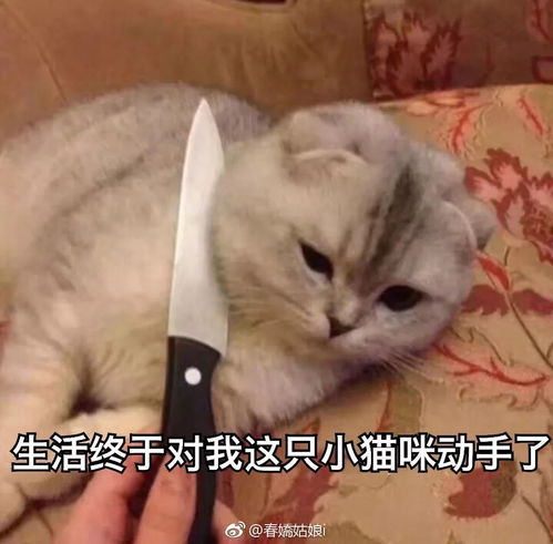 最全生活与我表情包合集,是谁把我摁在光滑的地上摩擦