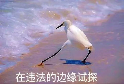 2017年度表情包大赏小猪佩奇,假笑boy,边缘试探.你最爱哪个