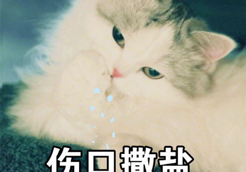 呆萌猫咪图片超可爱猫咪表情包